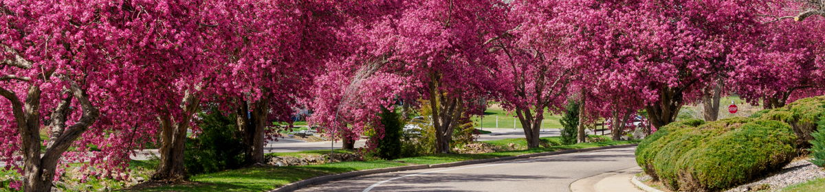 Littleton Democracy Resource Pages